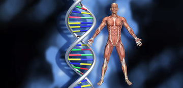 Growth Hormone Support